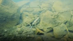 Megabass Vision Oneten +2 Jerkbait 3 Megabass Vision Oneten +2 Jerkbait -go fishing image 1086