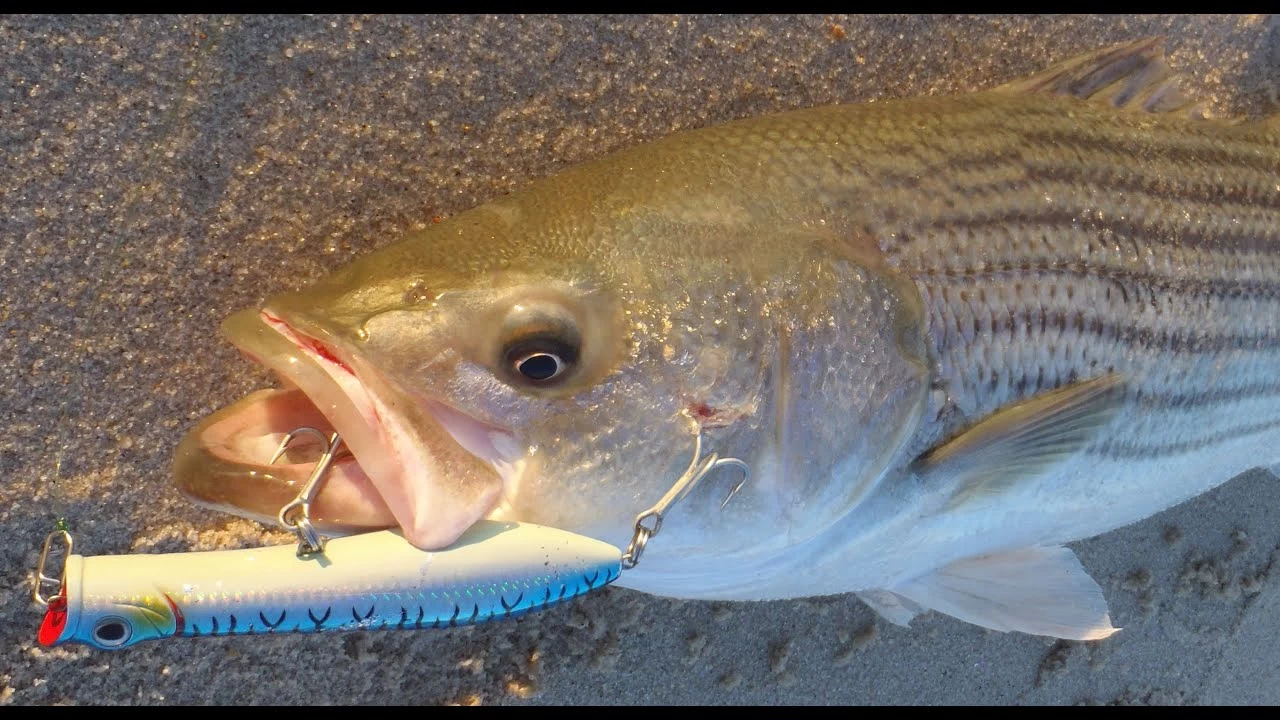 Tsunami Airwave Elite Surf Spinning Rods 2 Tsunami Airwave Elite Surf Spinning Rods - Image 2