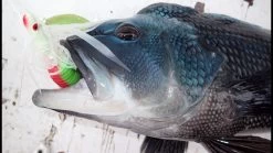 Tsunami Glass Minnow Teasers -go fishing image 779