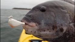 S&S Bucktails John Skinner Porgy & Blackfish Jigs -go fishing image 785