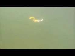 Otter Short Tails -go fishing image 815