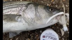 Otter Short Tails -go fishing image 816