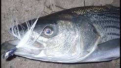 Otter Straight Tails 7 Otter Straight Tails -go fishing image 826