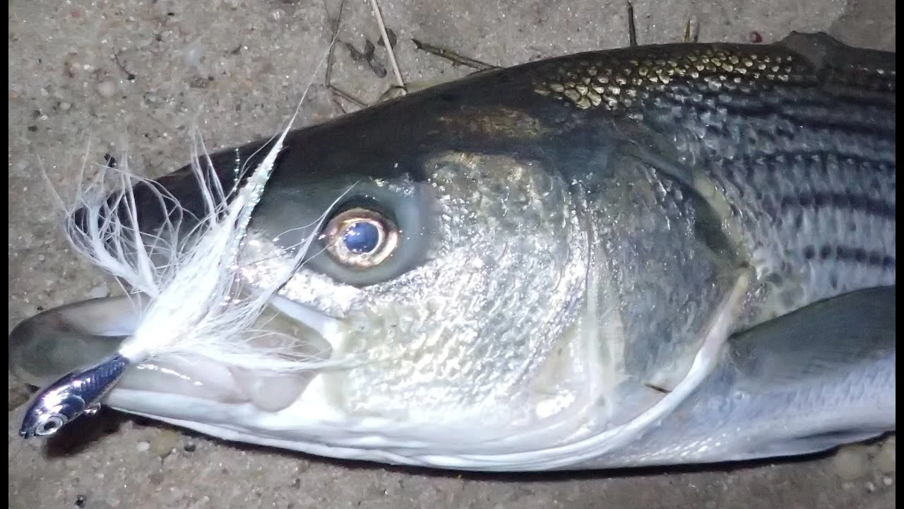 Otter Straight Tails 4 Otter Straight Tails - Image 4